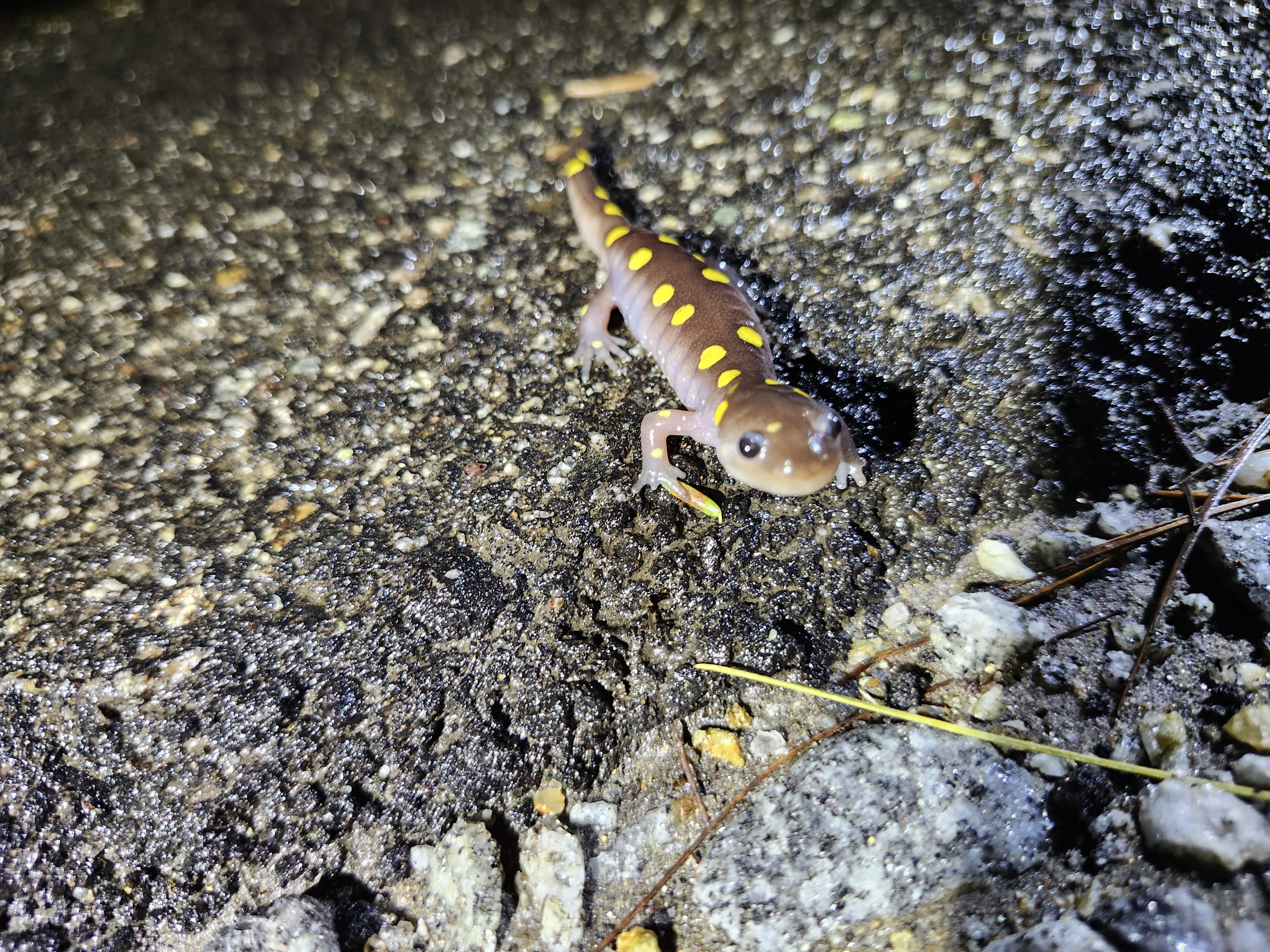 SALAMANDER