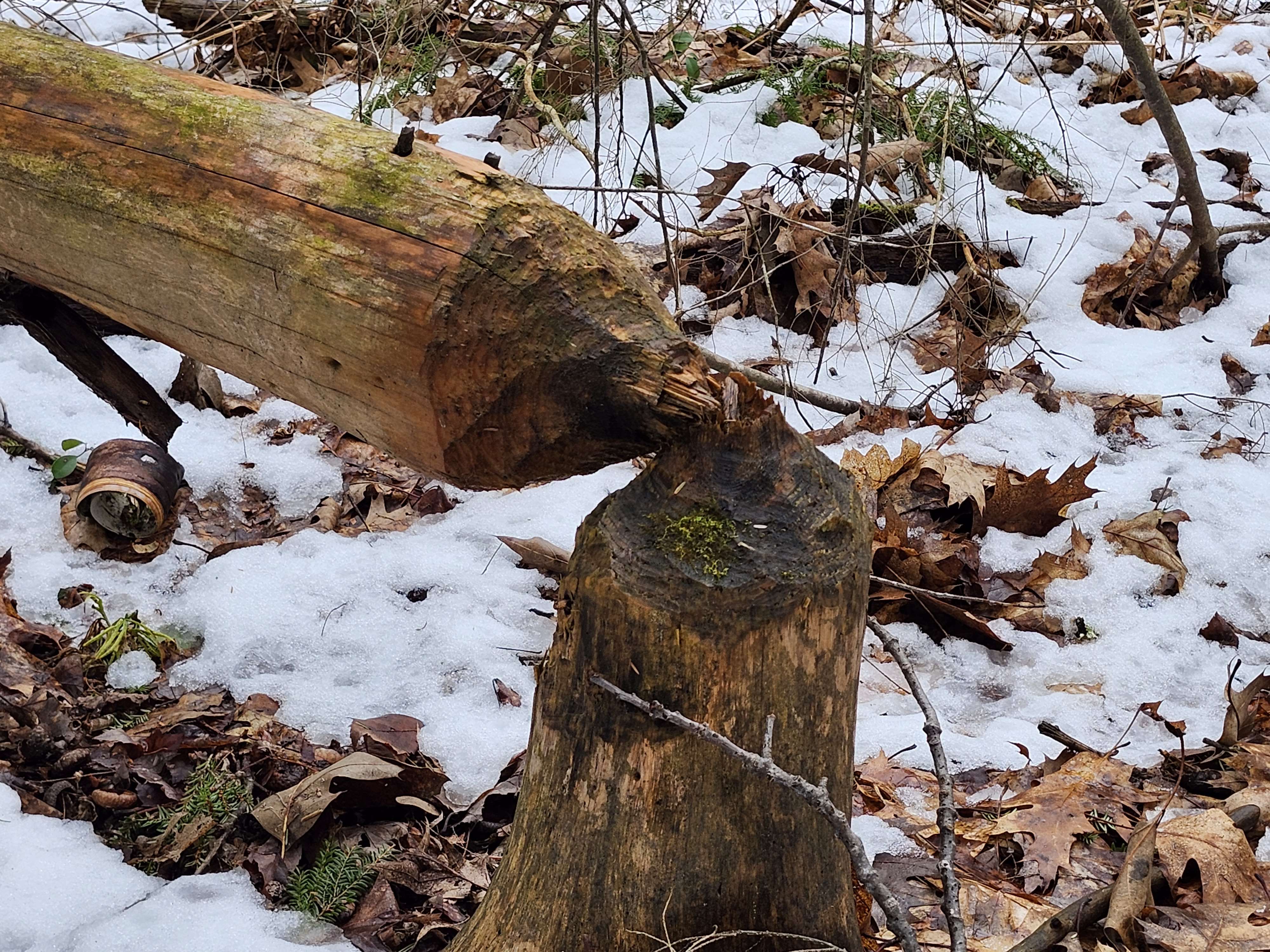 Stump