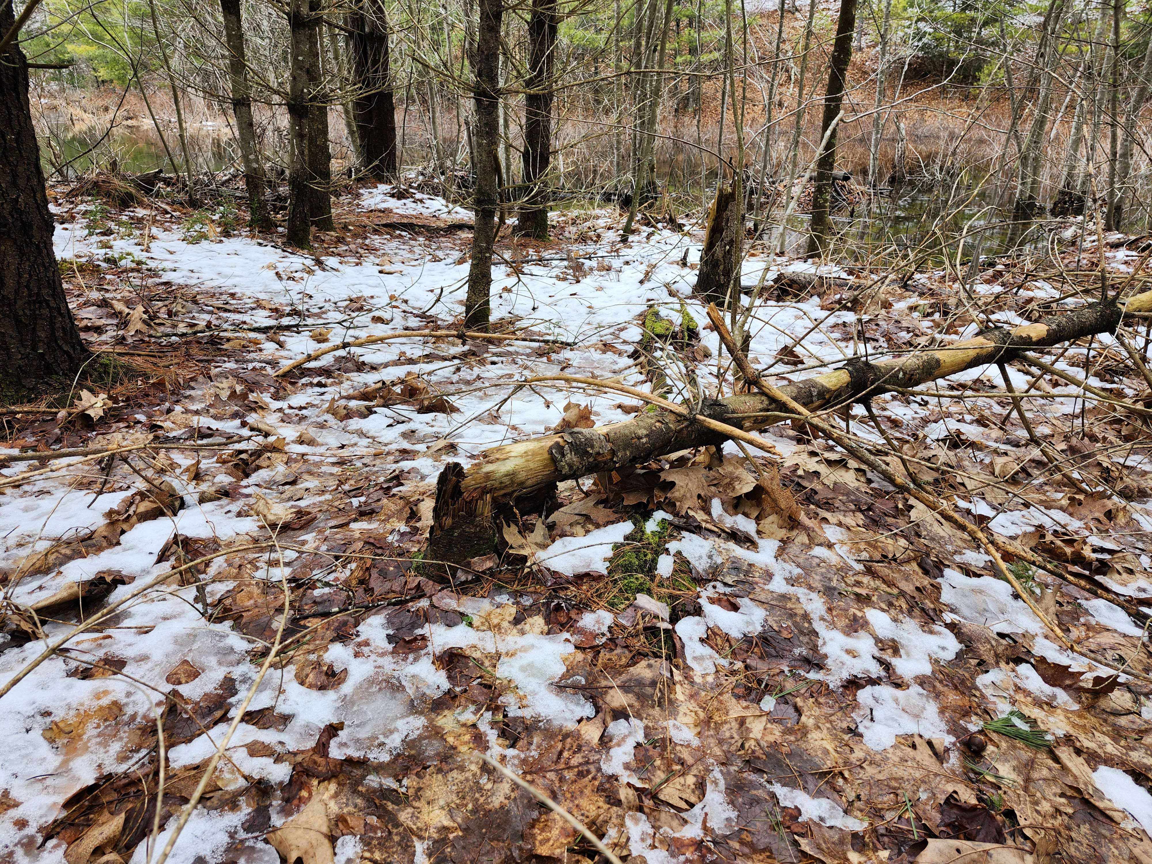 Stump