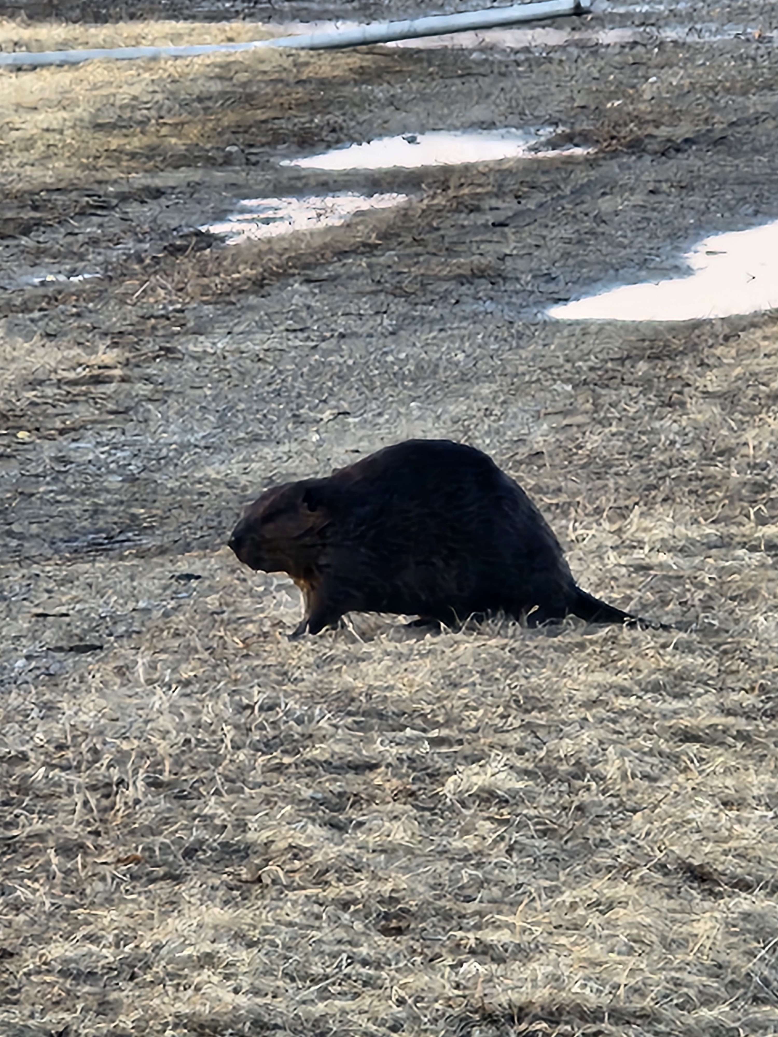 lil beaver fella